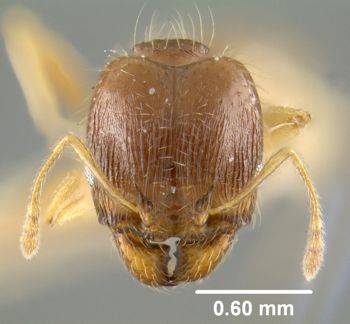 Media type: image;   Entomology 8872 Aspect: head frontal view